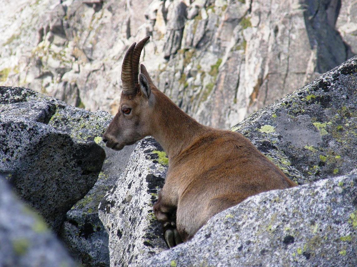 La stambecchina della Plem